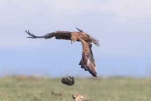 Chùm ảnh chó rừng cứu con khỏi nanh vuốt đại bàng 