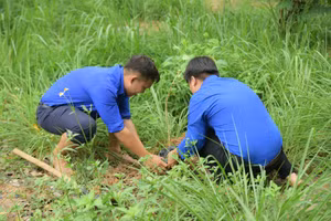 Sinh viên tham gia trồng cây xanh trong khuôn viên Trường Đại học Nông Lâm TP HCM sáng ngày 5/6. Ảnh: NTCC 