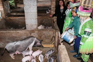 Một lớp đào tạo “Nuôi và phòng trị bệnh cho lợn” cho LĐNT tại xã Lãng Ngâm, huyện Ngân Sơn, tỉnh Bắc Kạn.