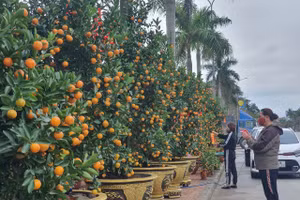 Người dân bán quất Tết chăm sóc, trang trí cho các cây của mình.