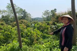 Bà Nguyễn Thị Hải đưa phỏng viên đến những khu vực đất được cho là sử dụng trái phép