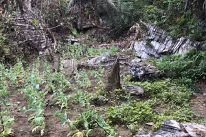 Hơn 200 cây thuốc phiện được phát hiện trồng tại xã Cao Thượng, huyện Ba Bể