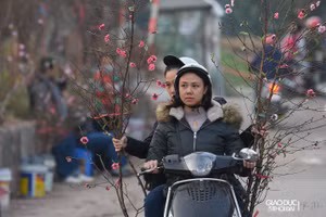 Đào Nhật Tân nở sớm, giá cao vẫn đắt hàng