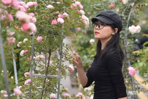 Cận cảnh con đường hoa hồng tuyệt đẹp tại lễ hội hoa Mê Linh