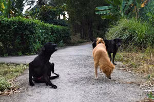 Một người dân ở Điện Biên vừa tử vong sau hơn 2 tháng bị chó cắn nhưng không tiêm phòng. Ảnh minh họa.