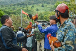 Không phải phong tục, song từ lâu việc khoe gà rừng tại các hội xuân đã trở thành thú vui không thể thiếu của đồng bào Mông ở rẻo cao.