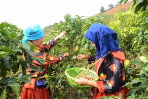 Bà con Chế Á thu hoạch Cà phê.