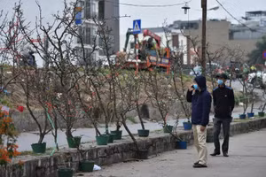 Chọn hoa cho ngày Tết. Ảnh: Giang Vũ