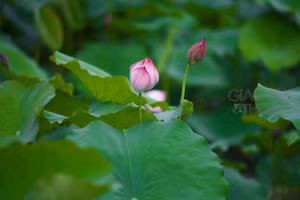 Đến với bài thơ hay: Giăng mắc tơ sen