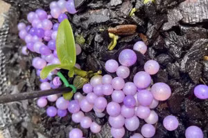 Lan phi điệp tiền tỷ phải kê khai thuế: Dân buôn hết thời "thổi" giá?