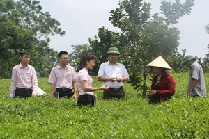 Cán bộ Ngân hàng Chính sách xã hội thị xã Phổ Yên thăm mô hình kinh tế của hộ dân được vay vốn.