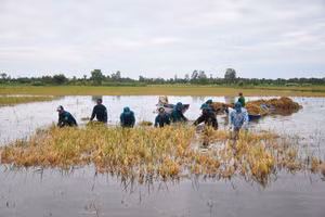 Mưa lớn kéo dài khiến nhiều diện tích lúa hè thu ở huyện Trần Văn Thời (Cà Mau) chìm trong nước.