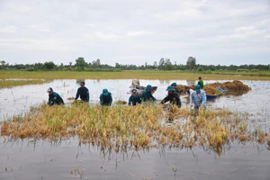 Mưa lớn kéo dài khiến nhiều diện tích lúa hè thu ở huyện Trần Văn Thời (Cà Mau) chìm trong nước.