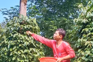 Anh Nguyễn Vũ Phong đang thu hoạch tiêu.