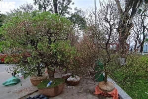 Những cây đào cảnh được thu gom để chuyển tặng huyện miền núi A Lưới.