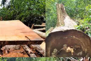 Nhiều cây có tuổi đời 50-60 năm ở rừng phòng hộ A Lưới bị lâm tặc đốn hạ không thương tiếc.