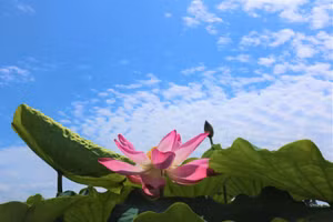 Hoa sen rực rỡ, nhuộm hồng cả một vùng.