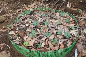 Sâm Ngọc Linh được trồng và chăm sóc kĩ lưỡng dưới những tán rừng.