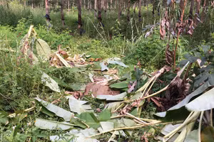 Đàn voi rừng phá chuối ở khu vực biên giới xã Ia Mơ.