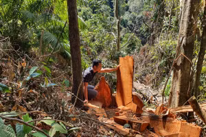 26 gốc cây gỗ bị cưa hạ tại khoảnh 11, Tiểu khu 486.