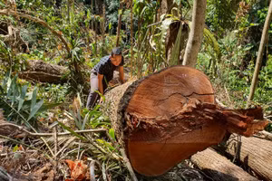 Cây gỗ bị cưa hạ tại tiểu khu 486 do UBND thị trấn Măng Đen quản lý.