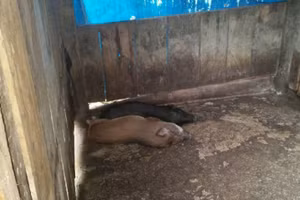 690/857 con heo giống chết mà Trung tâm dịch vụ nông nghiệp huyện Kon Plông cung cấp giống.