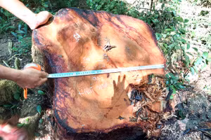 Gỗ hương tại Vườn Quốc gia Kon Ka Kinh bị cưa hạ.