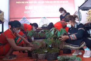 Người dân mang sâm Ngọc Linh bày bán tại phiên chợ.