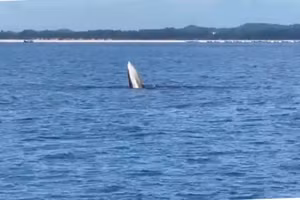 Cá voi xuất hiện trên vùng biển Quảng Ninh