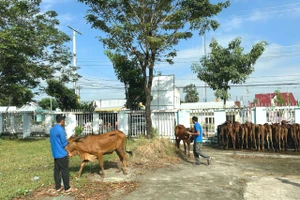 An Giang trao hỗ trợ 30 con bò giống sinh sản cho bà con Khmer khó khăn huyện Tri Tôn.