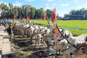 An Giang tổ chức Hội đua bò Bảy Núi năm 2023 dịp Lễ Sen Dolta của đồng bào dân tộc Khmer.