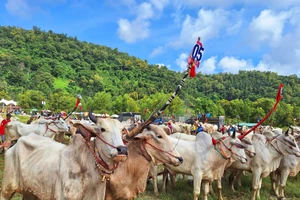 Hội đua bò Bảy Núi năm 2023 có 56 đôi bò cùng tham gia tranh tài.