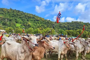 Hội đua bò Bảy Núi năm 2023 có 56 đôi bò cùng tham gia tranh tài.