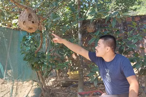 Tổ ong vò vẽ được một số người dân ở Tuyên Hóa lấy từ rừng đưa về nhà nuôi để lấy nhộng bán.