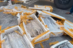 Do không thể xuất khẩu được, tiểu thương buộc phải chở cá về lại Quảng Bình trong tình trạng hư hỏng nặng.