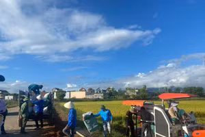 Chính quyền địa phương và các đoàn thể như Hội nông dân, Đoàn thanh niên... đã hỗ trợ người dân thu hoạch vụ mùa.