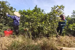 Nhiều hộ dân đã tận dụng nguồn vốn vay hiệu quả từ NHCSXH để xây dựng mô hình, phát triển kinh tế.
