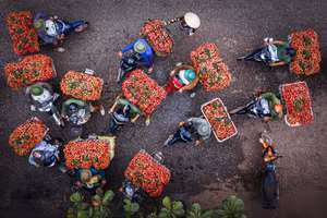 Vải Bắc Giang an toàn không bị tác động dịch Covid-19. 