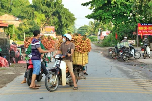 Giá bán vải dao động từ 13.000 - 33.000 đồng/kg (Ảnh Anh Tú).