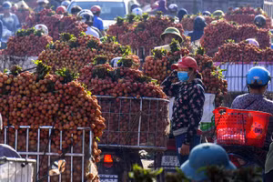 Người dân trong mùa thu hoạch vải (Ảnh: Thanh Hải).