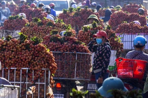 Người dân trong mùa thu hoạch vải (Ảnh: Thanh Hải).