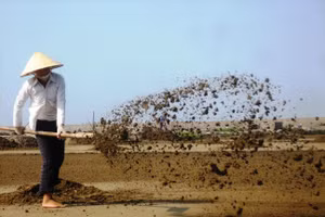 Diêm dân phơi cát để làm muối.