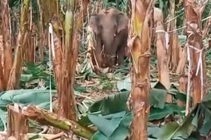 Voi rừng ở Đồng Nai phá vườn rẫy người dân phá ở huyện Định Quán hồi tháng 7. Video: Thanh Huyền.