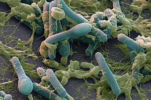 Trong tủ lạnh dưới 10 độ C, clostridium botulinum không thể sinh sản hoặc tạo ra chất độc. Ảnh minh họa