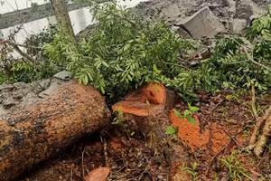 Cây xà cừ thời điểm bị chặt hạ.