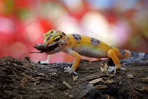 Tại sao không nên xua đuổi tắc kè và thằn lằn trong nhà? 