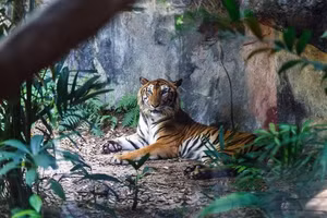 Động vật, thực vật đang ở trong tình trạng ngày càng tồi tệ.