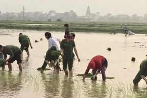 Đoàn viên thanh niên công an huyện Phú Xuyên xuống đồng giúp dân cấy lúa