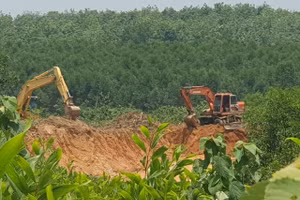 Khu đồi tràm bị máy móc khoét sâu để lấy đất.