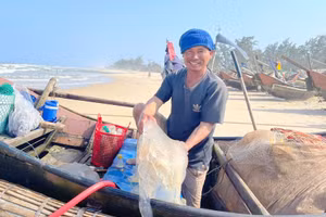 Ngư dân xã Triệu Lăng (huyện Triệu Phong, Quảng Trị) đánh bắt nhiều hải sản dịp đầu năm. (Ảnh: Đ. Đức).